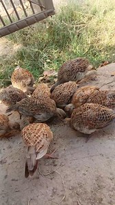 9.2K views · 125 reactions | Partridge baby #birds #Teetar #wildlife #nature #babybird | Birds Life | Facebook