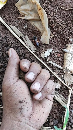 fat frog cute animal #anyuniqueanimals #frog #nature