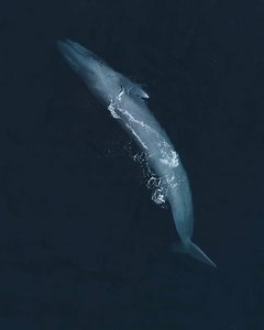157K views · 1.3K reactions | Baby blue whales are some of the most...
