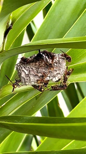 Paper Wasps (Polistinae)