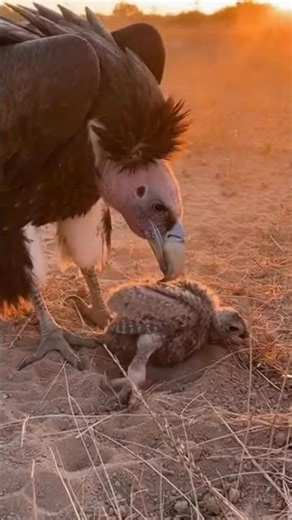 Beak and Breath: Vulture Rescue in Real Time #Wildlife #NatGeo #Rescue