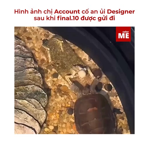 Anh ở vùng quê khu nghèo khó đó có trăm điều khó Muốn lên thành phố nên phải cố sao cho bụng anh luôn no | Color ME