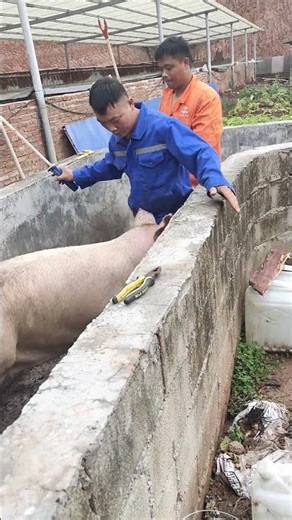 Pig Farmer Safely Loading Pigs into a Truck | Educational Purpose Only