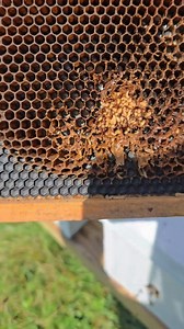 4.7K views · 52 reactions | Small hive beetle damage is identifiable...