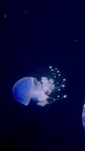 The Mystery of Earth's Deepest Abyss 🛰️ #space #lifeonearth #universe