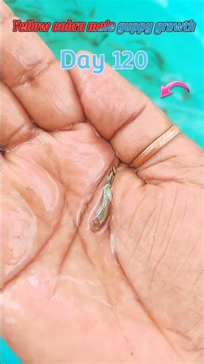 Yellow cobra male guppy fish growth time stages #fishshorts #guppyfish #shortsfeed #fish