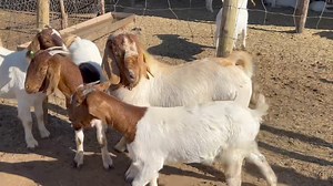 542 reactions · 38 comments | COMMERCIAL BOER GOATS FOR SALE They are 9 months old. Sold as a batch of 10 females + a buck Price P45000.00 each batch Located in Kgatleng,30kms from Mochudi,ko masimong a Mmakgomo.(Heartwater area) Call 71482148 | Sahara GOAT Breeders | Facebook
