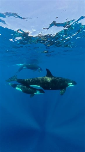 We must have seen these killer whales rip through 10 turtles today. Unbelievable day on the water, I’m at a loss for words. | Nadia Aly Photography & Video