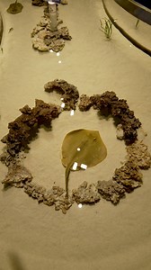 8.9K views · 291 reactions |  | Mystic Aquarium | Facebook