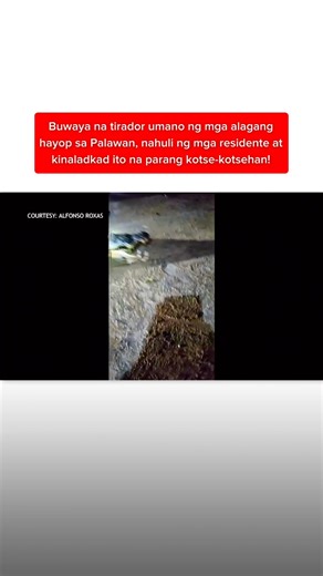 Nahuling buwaya, hinila ng mga residente na parang kotse-kotsehan? | Kapuso Mo, Jessica Soho | Kapuso Mo, Jessica Soho (One at Heart, Jessica Soho)