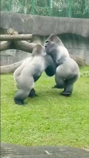 How Closely Related Gorillas Are to Humans
