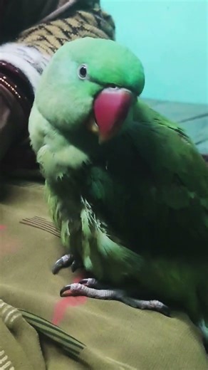 mithu key kar raha hai 😱 #talkingparot #cutebird #birds #parrot #qutiparrotfamily