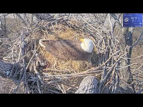 Bald Eagle - Blue Springs Eagle Cam 12.03.2026 10:15