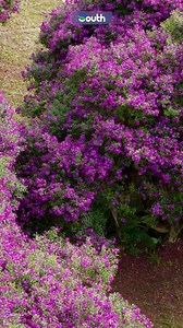 #Guangdong | 🌸 Head to Gaozhou, #Maoming and lose yourself in a stunning sea of Brazilian Glory Bushes! Hike trails, chase waterfalls, and stargaze from a mountain homestay — a perfect escape to recharge. 🌄✨🌿 https://www.newsgd.com/node_d36b0ef83f/d06fd0397c.shtml #Travel #ChinaTravel #Nature | The South