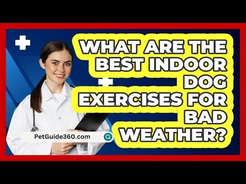 What Are The Best Indoor Dog Exercises For Bad Weather? - PetGuide360.com