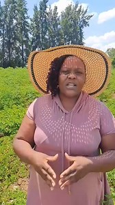 Agriculture remains the backbone of our development. It's time to think outside the box. The growth of this country is a shared responsibility among small, medium, and commercial farmers. If you're in Lusaka and think that employment is the only path to self-sustainability, then you may be limiting your potential. Think smart—consider returning to the land. Note that there are crops that don’t require a lot of inputs. | UPND Zambia