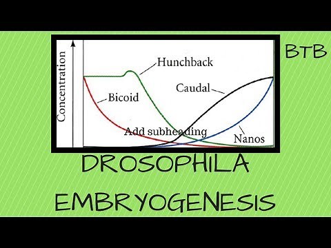 Drosophila Embryogenesis - Morphogen mRNA and protein gradients explained