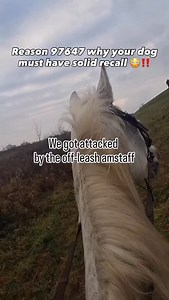 94K views · 2.5K reactions | RECALL TRAINING. A solid recall isn’t...