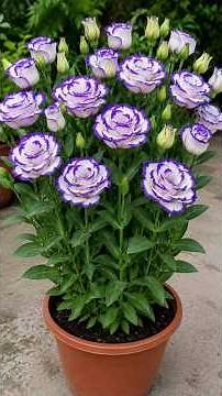 Best & High-Quality Lisianthus Plants in Full Bloom! 😍🌸