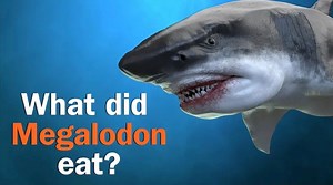 Kick off #SharkWeek and sink your teeth into the latest Princeton research about the prehistoric apex predator known as the Megalodon. 🦈 | Princeton University