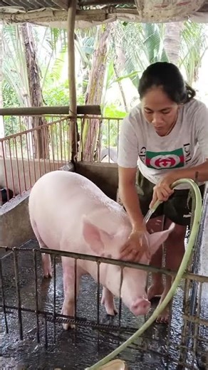 Pig Runs Faster Than Dog! #FastPig #AnimalRace #ViralChallenge