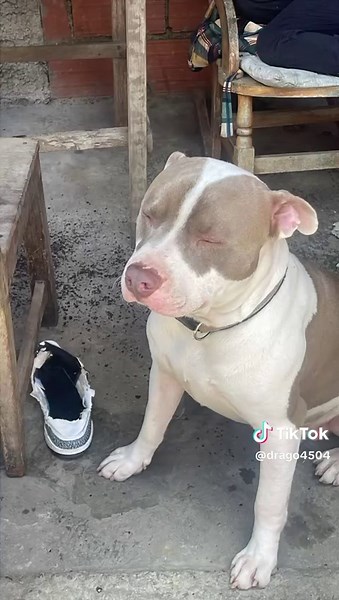 Pitbulls: Cuando se sale de control