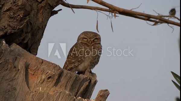 Owl. Boreal owl, Aegolius funereus, with big yellow eyes. Bird of prey species. An owl in a beautiful autumn forest sits on the trunk of a broken tree and turns its head. Slow Motion 4K Footage.