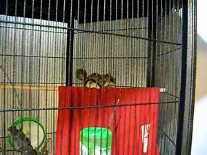 Southern Flying Squirrel Chirping