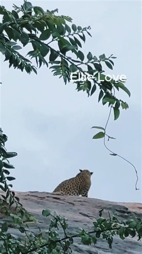 "Stunning Leopard Walk | Beautiful Jungle Moments 🌄🐆" #wildlife #animals #tiger #nature #leopard