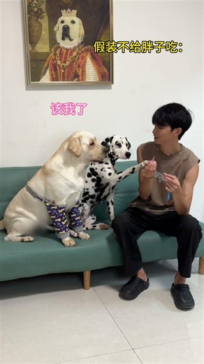 The fat man is angry. #How can this dog look like a man #the fun of keeping dogs #Labrador