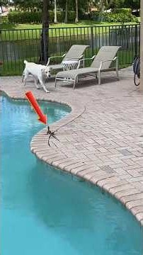 Wild Animals You Definitely Don’t Want To Provoke #shorts