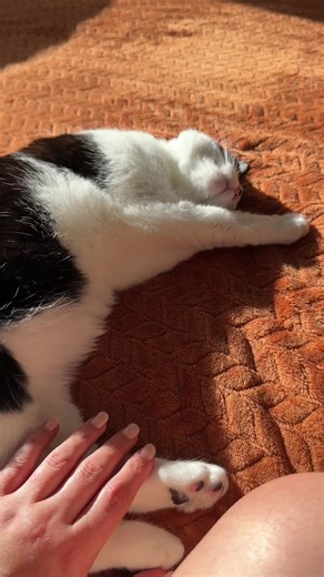 Dreaming Tuxedo Cat: Playful Sleep Thoughts