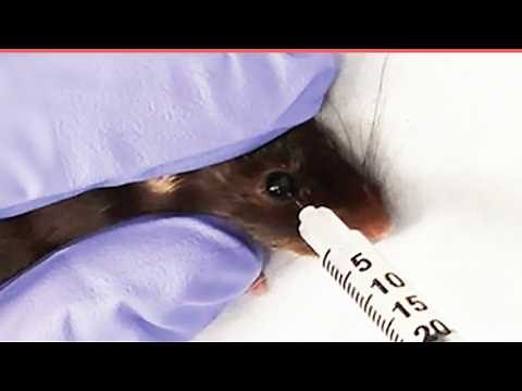 Foreign Labs Torment and Kill Animals for Decades—And the U.S. Paid for It