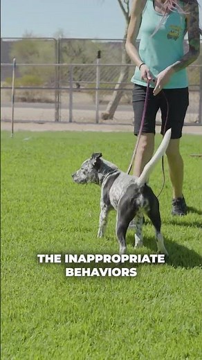 Teaching Your Dog Corrections: Step By Step For Pet Parents (1/3) #dogtraining #dogs #dogshorts