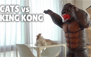 【Kittisaurus】猫咪VS金刚
