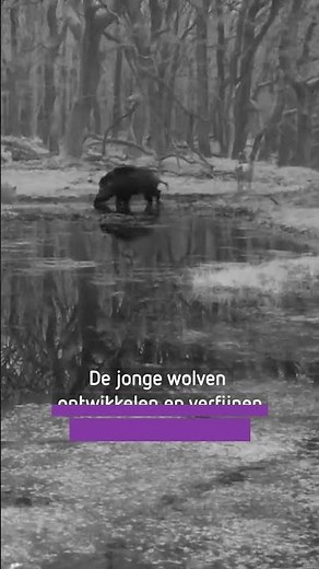 Jonge WOLVEN oefenen jacht op WILD ZWIJN