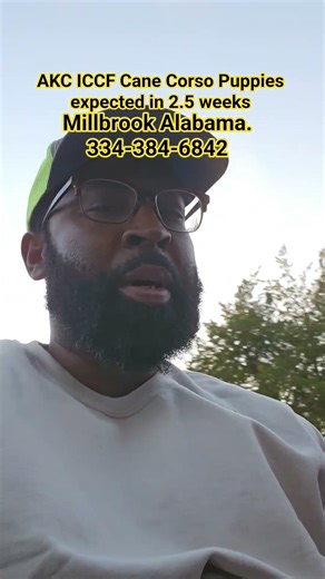 AKC ICCF Cane Corso Puppies due in less than 2 weeks.