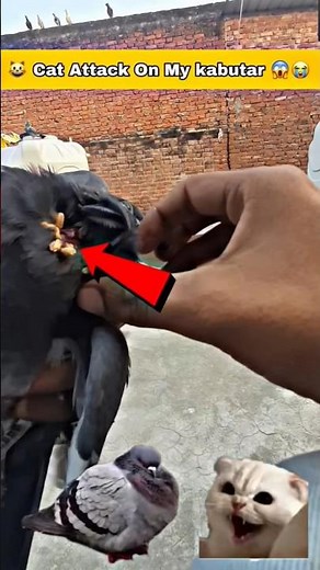 Cat Attack On My kabutar 😱😭 #minivlogs #vlogs #birds #shortsfeed #birdspecies #short #kabutar