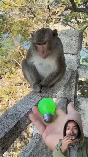 🐒Funny Monkey Green Screen Reaction Clip (Part 17) | Try Not To Laugh #shorts