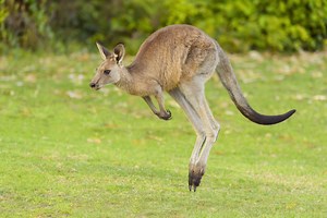 Carmakers give up on software that avoids kangaroos