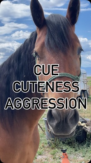 23 reactions · 4 comments | Do you suffer from uncontrollable squeaky voice around your horse? You may have Equine Cuteness Aggression Syndrome (ECAS). Side effects may include: nose booping, excessive baby talk, sudden emotional outbursts, and mild to severe obsession.  ECAS is rare… except in 100% of horse owners. #bayfilly #secret #CutenessAggression #TooCuteToHandle #HorseGirlProblems | Caillan Hammond | Facebook