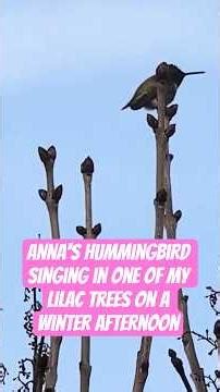 Anna's Hummingbird Singing in One of My Lilac Trees on a Winter Afternoon #birds #hummingbird #cute