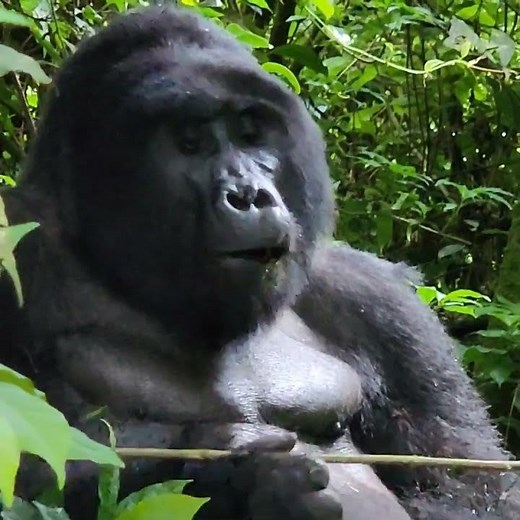 3-Day Uganda Gorilla Trekking Safari in Bwindi Forest & Lake Bunyonyi Tour