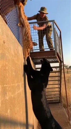 Panther's Gentle Rescue: A Heartwarming Wildlife Moment 🐾 #Panther #DeerRescue