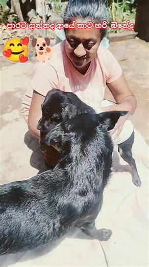 Bath day For Everyone 🥰🐕#dogbathing #doglove #shorts