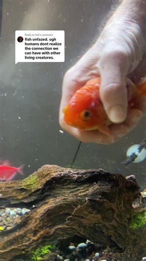 Replying to @tnb we all love Bitty!!! | fish