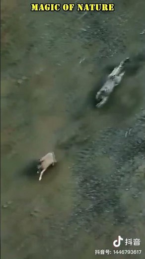 Snow Leopard – Falling Down After Prey