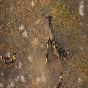 536K views · 117 shares | Wild dogs surround their prey | Animals World | Facebook