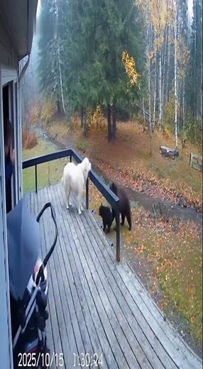 Brave Pyrenees Saves Baby from Bear Family! 🐻🐶 Forest Cam