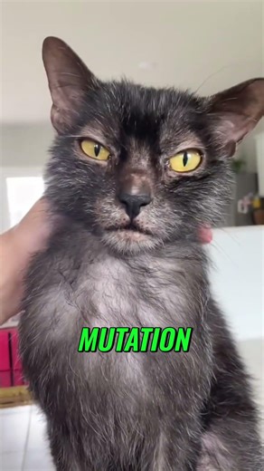 Lykoi Cats: The Werewolf Breed That Hunts Like Wolves!